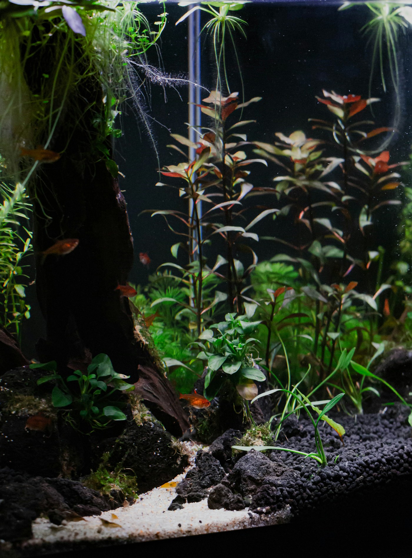 水草缸造景背景