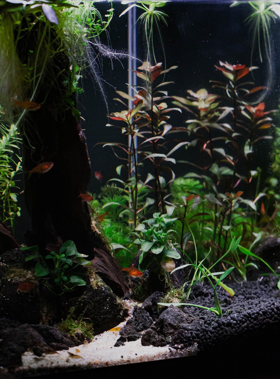 水草缸造景全景