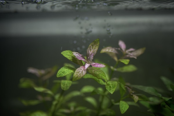 水下水草特写